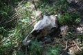 Buffalo skull lying in the grass in summer