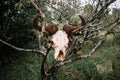 buffalo skull sign warning of danger. Warning about the danger of predatory animals in the Masai Mara National Park in Royalty Free Stock Photo