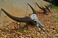 Buffalo skulls with beautiful horns beside the wall