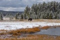 Buffalo in the Snow at Yellowstone National Park. Royalty Free Stock Photo