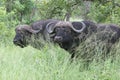 Buffalo South African Safari