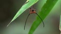 Buffalo spider macracantha arcuata hanging on web