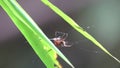 Buffalo spider macracantha arcuata hanging on web