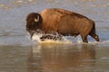 Buffalo Splashing Through River