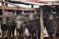 Buffalo in stall