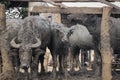 Buffalo in stall