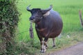 A buffalo stand beside the dirt road in Thailand.