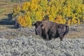 Buffalo Standing Against a Colorful Background of Fall Foliage Royalty Free Stock Photo