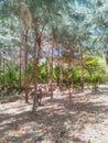 Buffalo is standing amidst the pine trees in Fatumaca, Timor-Leste. Royalty Free Stock Photo