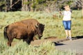 Buffalo standing close to a tourist in Yellowstone National Park