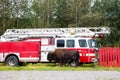 Buffalo standing in front of a Fire Truck in Northern Canadian Rockies.