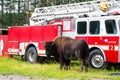 Buffalo standing in front of a Fire Truck in Northern Canadian Rockies.