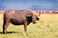 A buffalo standing with an oxpecker on it's head