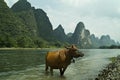 Buffalo standing in a river