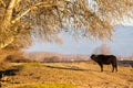 Buffalo standing at the road near Kerkini Lake in Greece Royalty Free Stock Photo