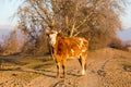 Buffalo standing at the road near Kerkini Lake in Greece Royalty Free Stock Photo