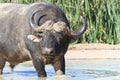 Buffalo standing in a water hole.