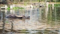 Buffalo swim on swamp water, Suphanburi