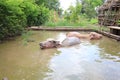 Buffalo swim Royalty Free Stock Photo