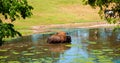 Buffalo swimming in pond