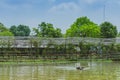 Buffalo swimming in the swamp at Thai Buffalo Conservation Village