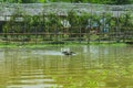 Buffalo swimming in the swamp at Thai Buffalo Conservation Village