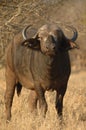 Buffalo (Sycerus caffer)