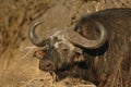 Buffalo (Sycerus caffer)