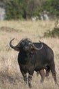 Buffalo (Syncerus caffer caffer)