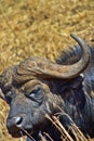 Buffalo, Rhino and Lion Nature Reserve, South Afica