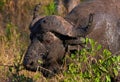 Buffalo (Syncerus caffer) in the wild Royalty Free Stock Photo