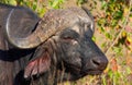 Buffalo (Syncerus caffer) in the wild Royalty Free Stock Photo