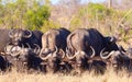 Buffalo (Syncerus caffer) in the wild Royalty Free Stock Photo