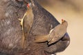 Buffalo (Syncerus caffer) in the wild Royalty Free Stock Photo