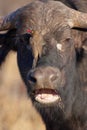 Buffalo (Syncerus caffer) in the wild Royalty Free Stock Photo