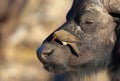 Buffalo (Syncerus caffer) in the wild Royalty Free Stock Photo