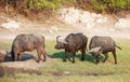 Buffalo (Syncerus caffer) in the wild Royalty Free Stock Photo