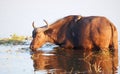 Buffalo (Syncerus caffer) in the wild