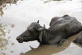 A buffalo takes a bath