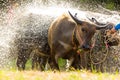 Buffalo taking shower Royalty Free Stock Photo