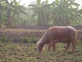 Buffalo taro is eating grass