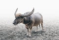 Buffalo tether on the cracked soil ground Royalty Free Stock Photo