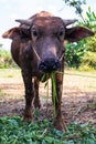 Buffalo thai Eating grass,Life ' Machine of Farmer. Original agri