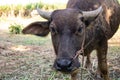 Buffalo thai Eating grass,Life ' Machine of Farmer. Original agri