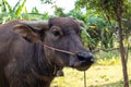 Buffalo thai Eating grass,Life ' Machine of Farmer. Original agri