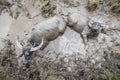 Buffalo thai soaked in the swamp - water buffalo in a mud pond at farm agriculture livestock animals Asia , top view