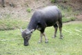 Buffalo in Thailand Royalty Free Stock Photo