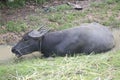 Buffalo in Thailand Royalty Free Stock Photo