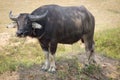 Buffalo in Thailand Royalty Free Stock Photo