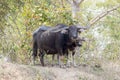 Buffalo in Thailand Royalty Free Stock Photo